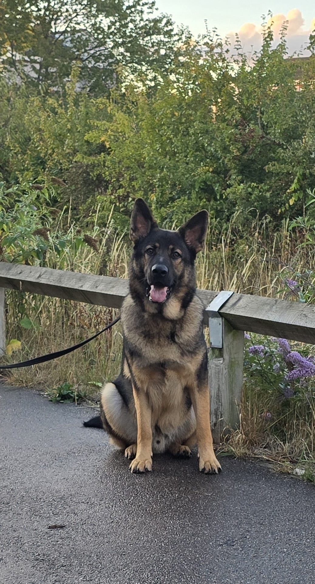 HUNTER - DUNSTABLE